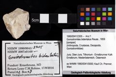 Foto (Objket + Etiketten) von Goniodromites bidentatus (Reuss, 1859) 